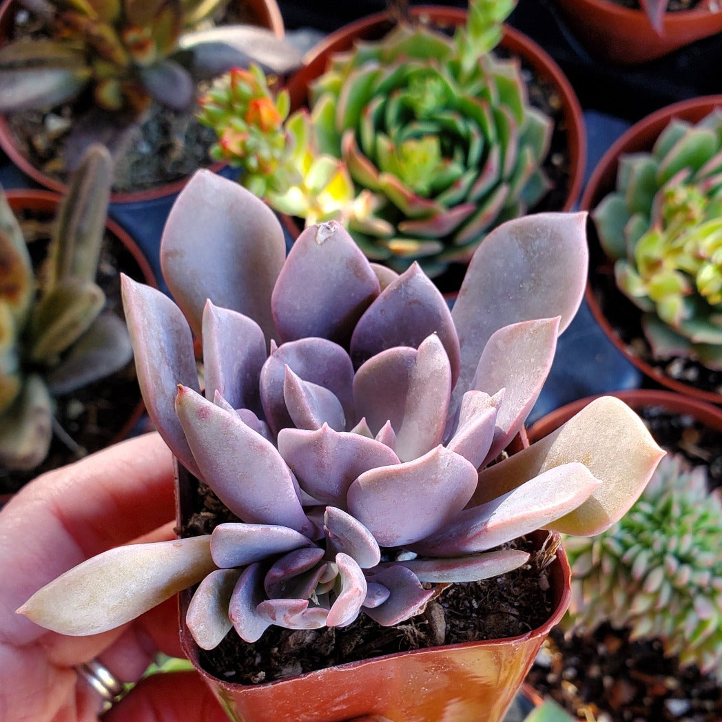Graptoveria 'Debbie'